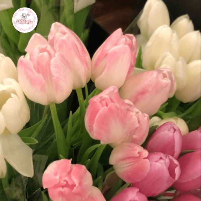 hoa-tulip-tuong-trung-cho-dieu-gi?