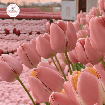 hoa-tulip-no-vao-mua-nao