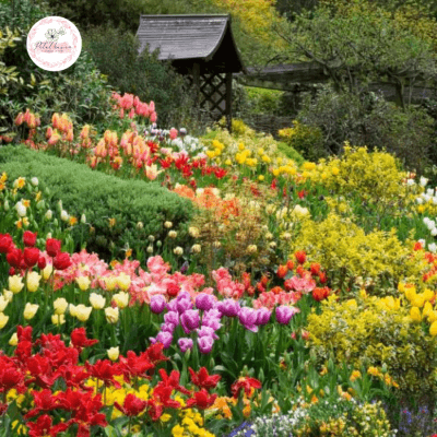 hoa-tulip-no-vao-mua-nao