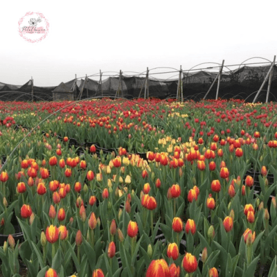 hoa-tulip-no-vao-mua-nao