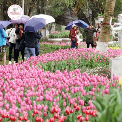 hoa-tulip-no-vao-mua-nao