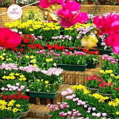 hoa-tulip-no-vao-mua-nao