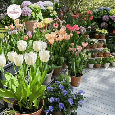 hoa-tulip-co-y-nghia-gi-trong-tinh-yeu