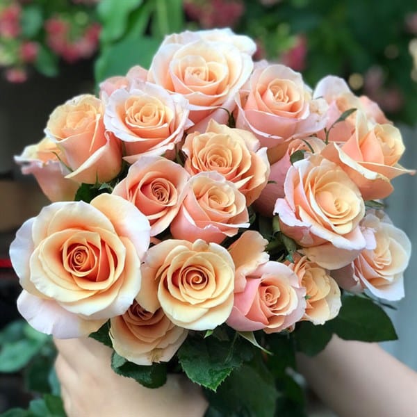 hoa hồng đà lạt