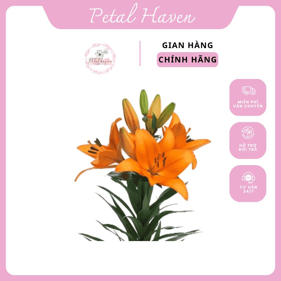 petal-haven