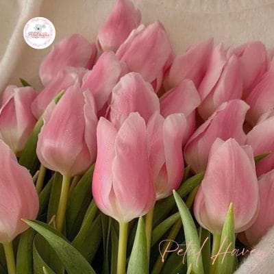 hoa-tulip-hong-co-y-nghia-gi