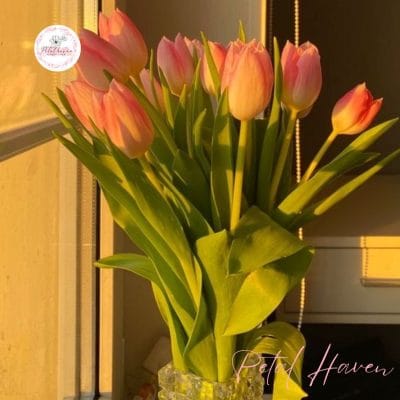 hoa-tulip-hong-co-y-nghia-gi