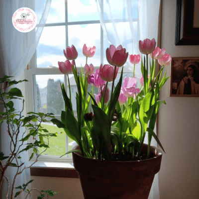 hoa-tulip-co-trong-lai-duoc-khong?