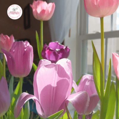 hoa-tulip-co-trong-lai-duoc-khong?