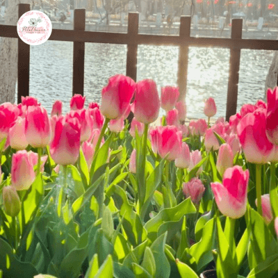 hoa-tulip-co-trong-lai-duoc-khong?