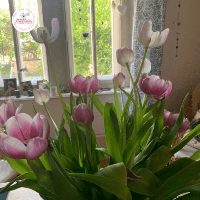 hoa-tulip-co-trong-lai-duoc-khong?