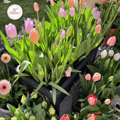 hoa-tulip-co-trong-lai-duoc-khong?