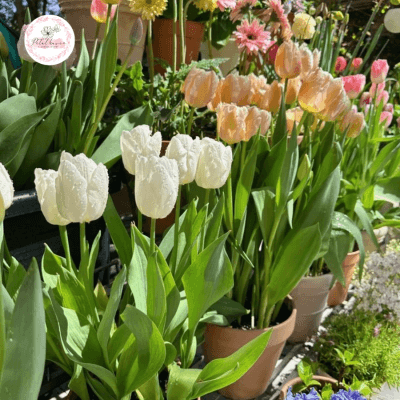 hoa-tulip-co-trong-lai-duoc-khong?