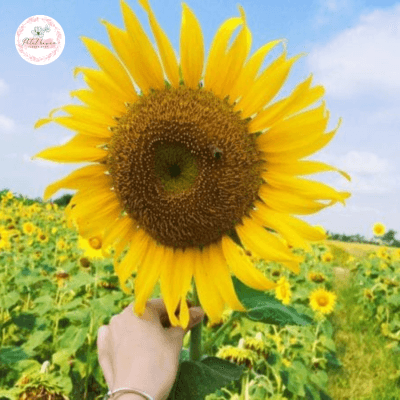 hoa hướng dương nở vào mùa nào