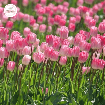 Biểu tượng của sự hoàn hảo