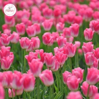 Hoa tulip trong các nền văn hóa