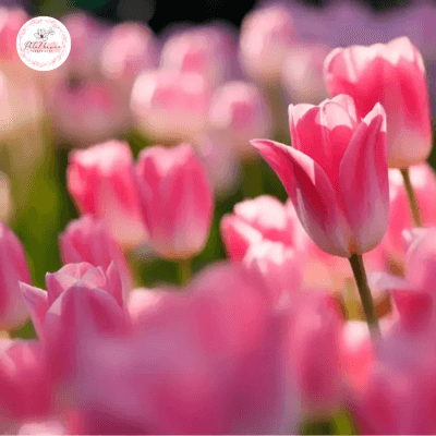 Hoa tulip và giá thành
