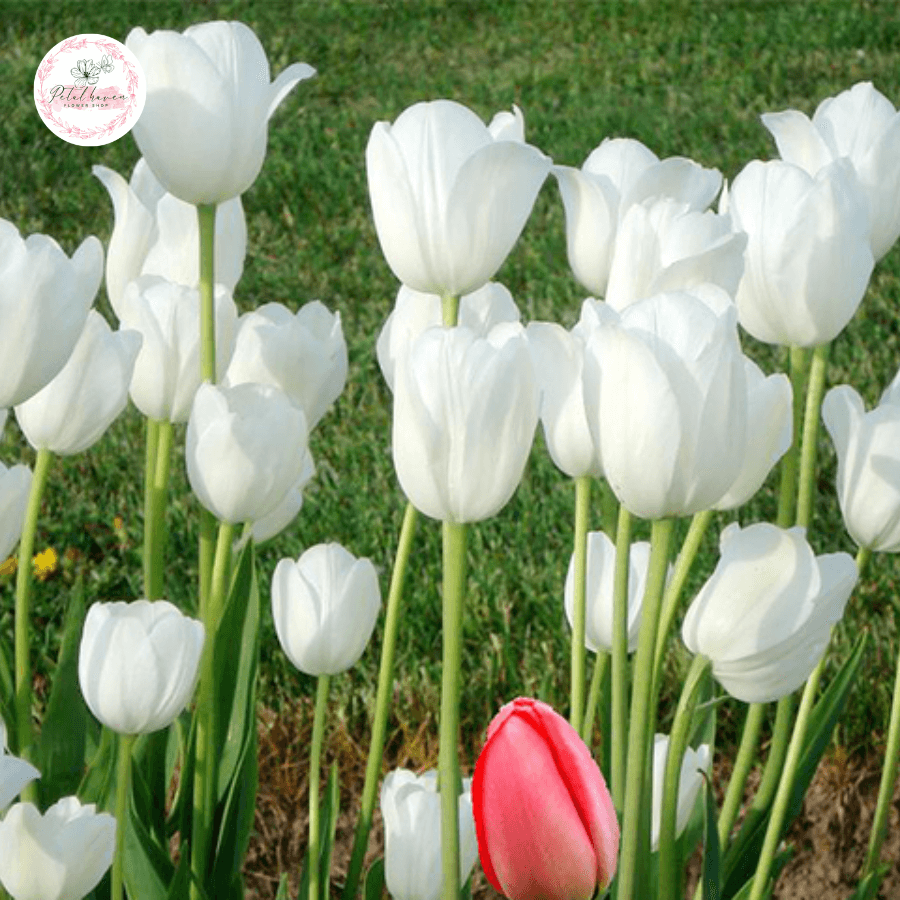 Hoa Tulip Có Ý Nghĩa Gì