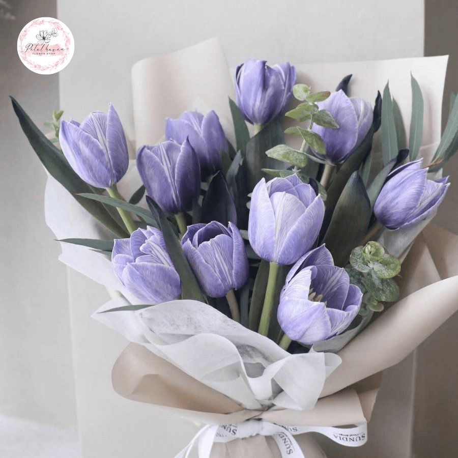 hoa tulip