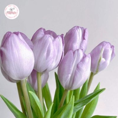 Hoa Tulip Và Các Dịp Đặc Biệt