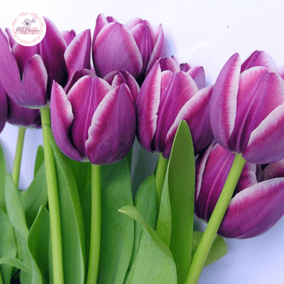 Cách Trồng Và Chăm Sóc Hoa Tulip Tím