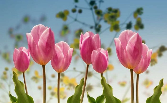 Hoa Tulip Giá Bao Nhiêu