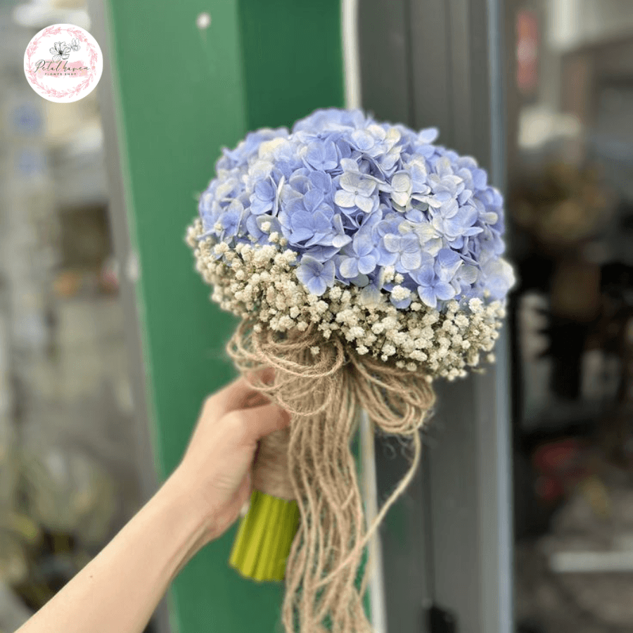 hoa cẩm tú cầu có độc không