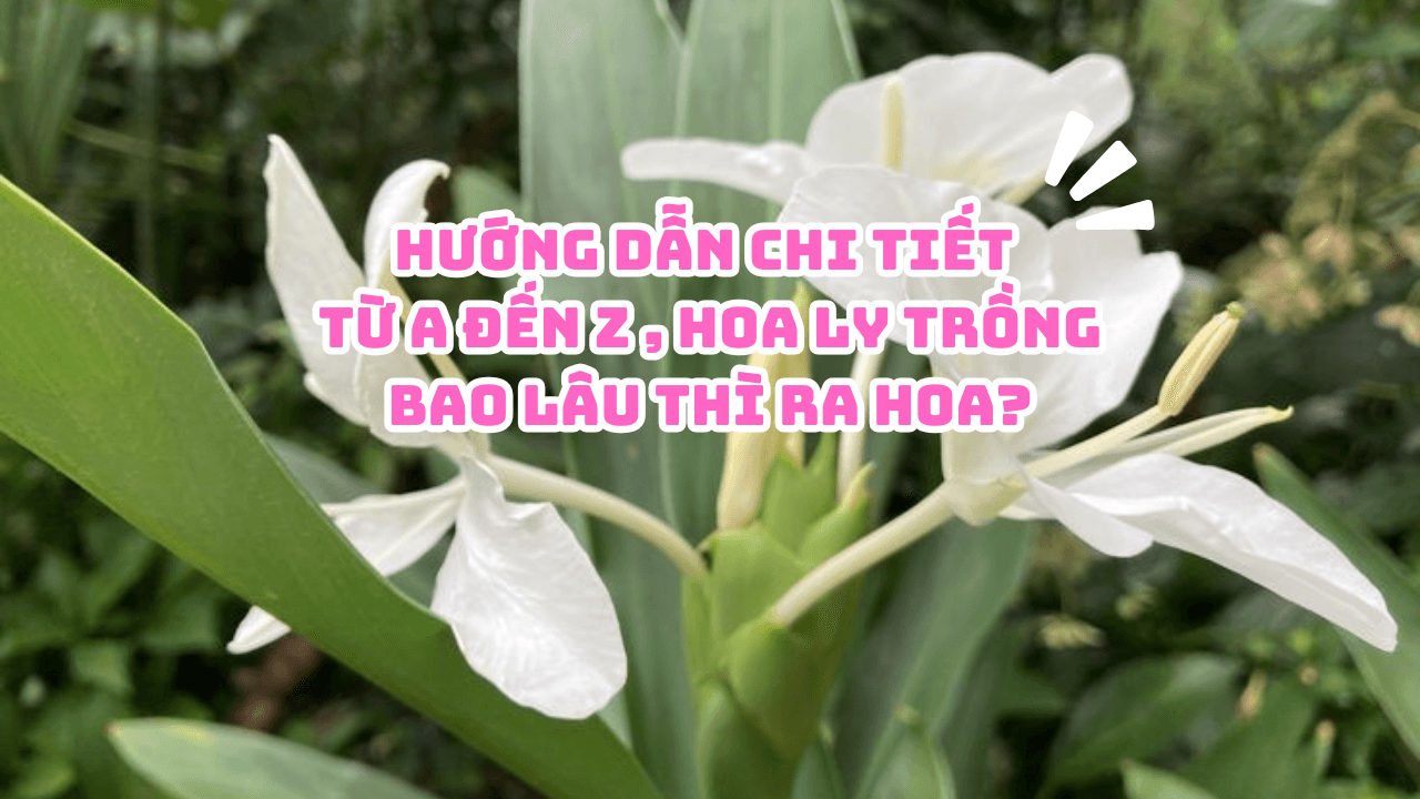hoa-ly-trong-bao-lau-thi-ra-hoa