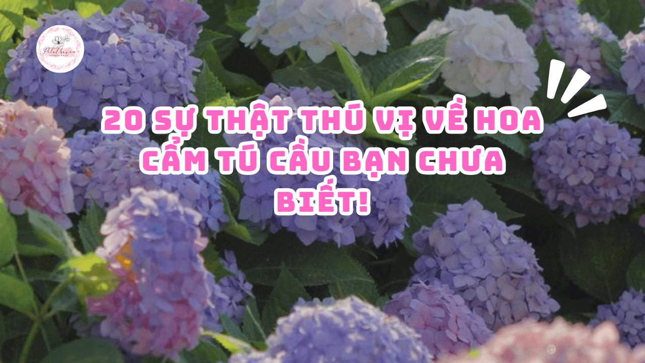 petal-haven