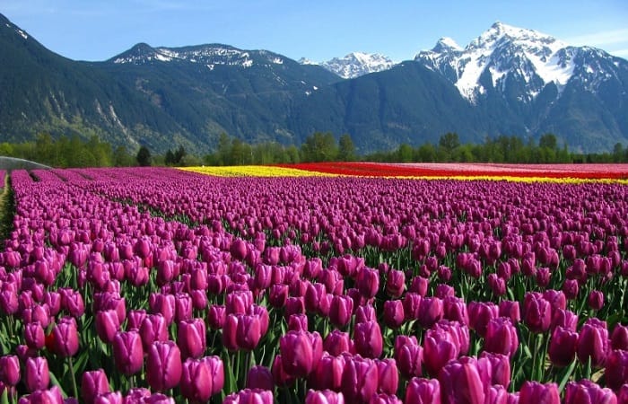 Những bí mật về hoa tulip