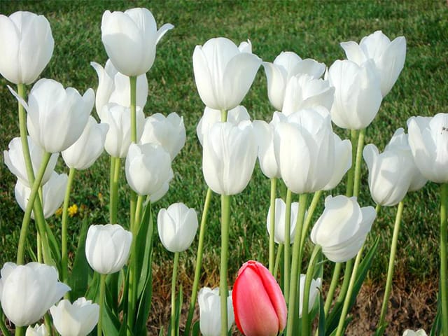 hoa tulip trấng