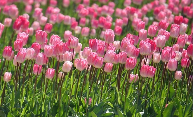 ý nghĩa Hoa tulip