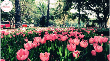 Hoa tulip