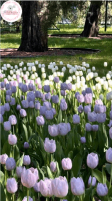 hoa tulip