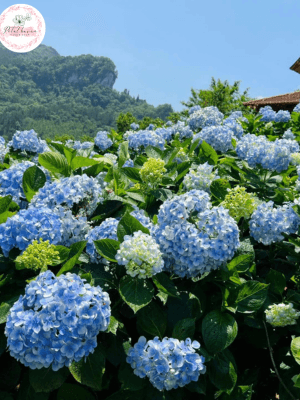 ý nghĩa hoa cẩm tú