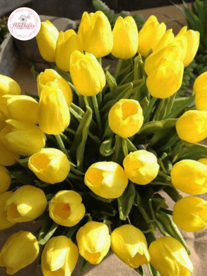 hoa tulip vàng có ý nghĩa gì