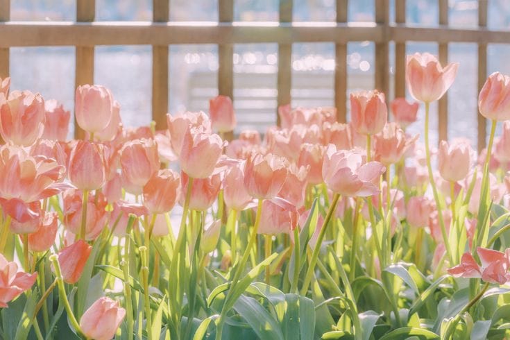 petal-haven