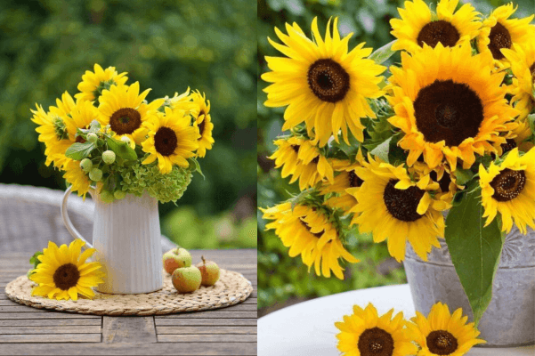 Cách cắm hoa hướng dương đẹp và ấn tượng