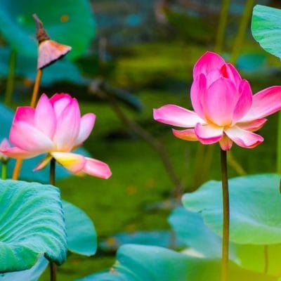 Cách cắm hoa sen 5 bông đơn giản