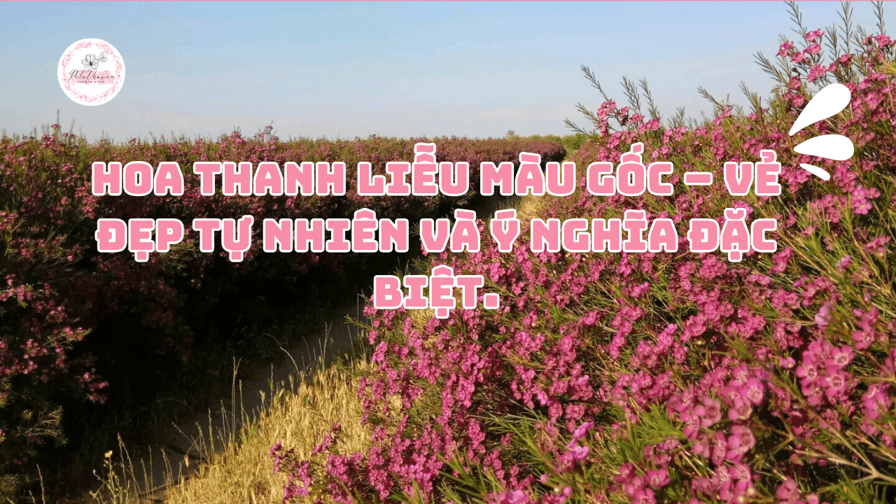 Hoa Thanh Liễu Màu Gốc