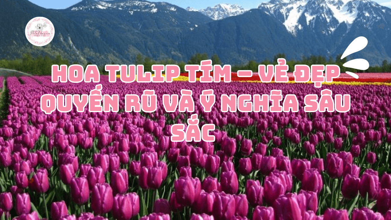 Hoa Tulip Tím vẻ đẹp quyến rũ và ý nghĩa sâu sắc