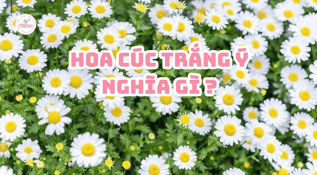 hoa cúc trắng