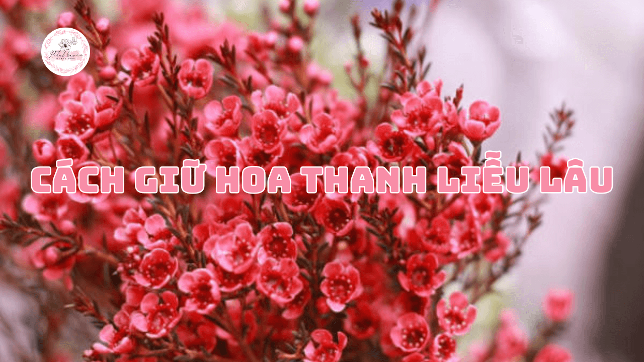 cách giữ hoa thanh liễu lâu