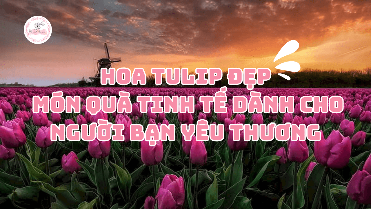 hoa-tulip-dep