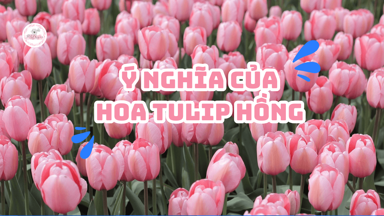 hoa-tulip-hong-petal-haven