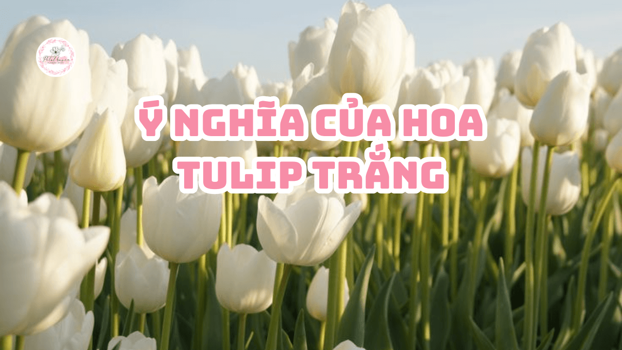 ý-nghĩa-của-hoa-tulip-trắng