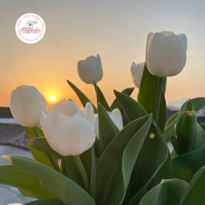 ý-nghĩa-hoa-tulip-trắng