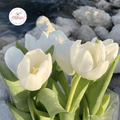 ý-nghĩa-hoa-tulip-trắng