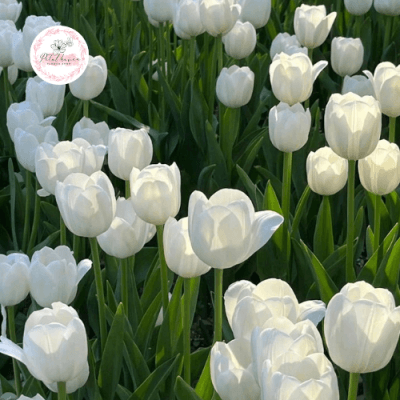ý-nghĩa-hoa-tulip-trắng