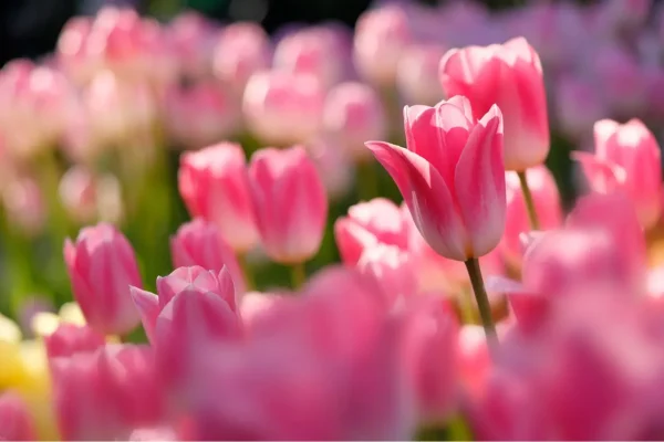 hoa-tulip-dep